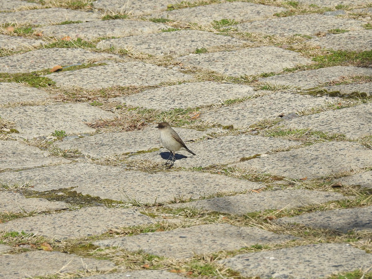 Dark-faced Ground-Tyrant - ML638195849