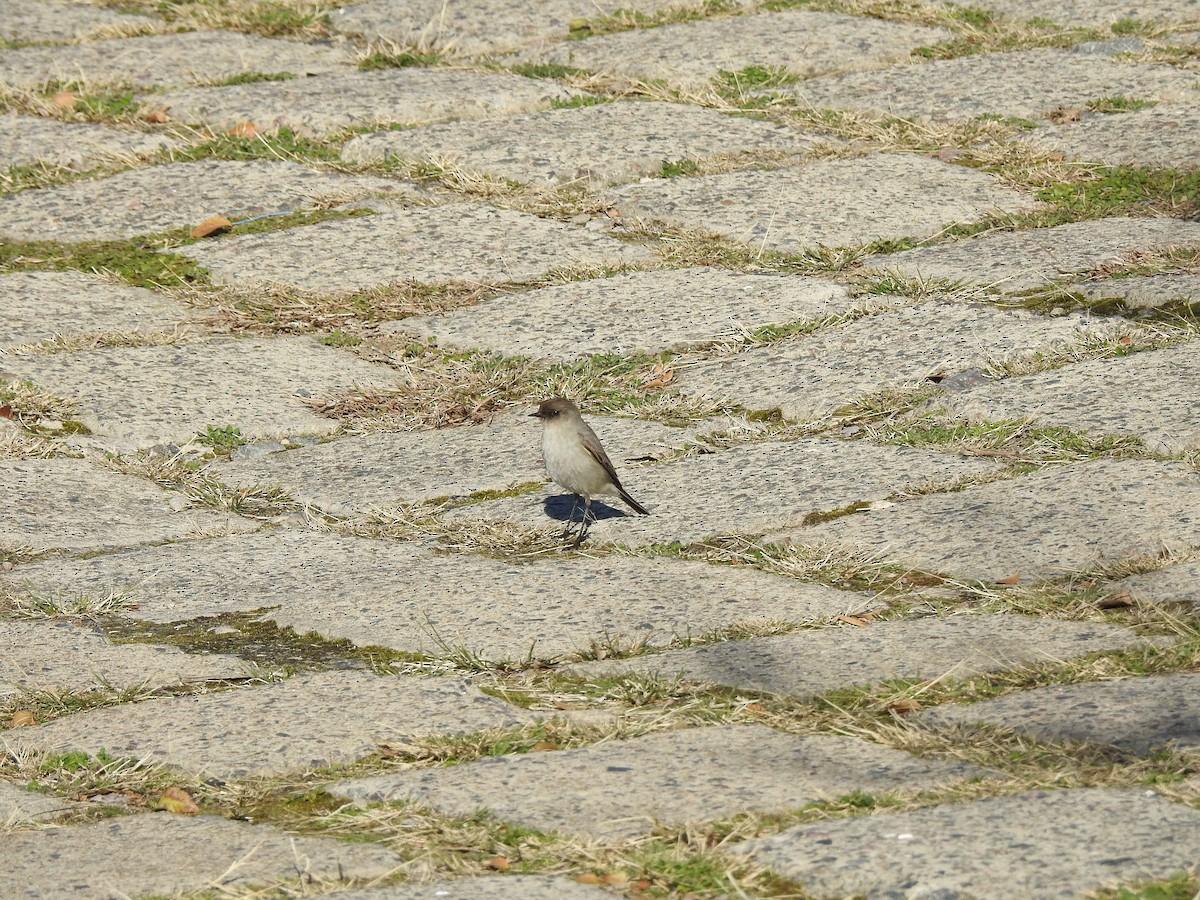 Dark-faced Ground-Tyrant - ML638195850
