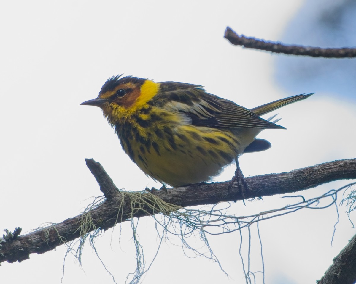 Cape May Warbler - ML638195867