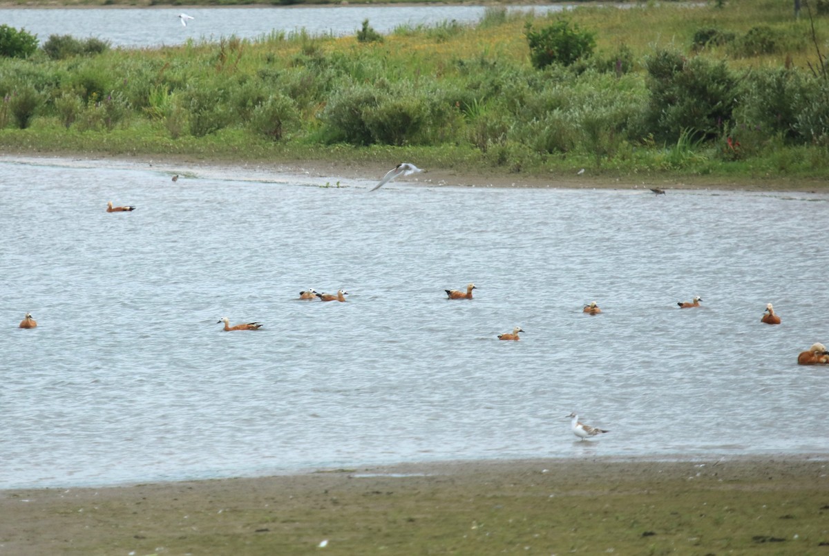 Ruddy Shelduck - ML638195916