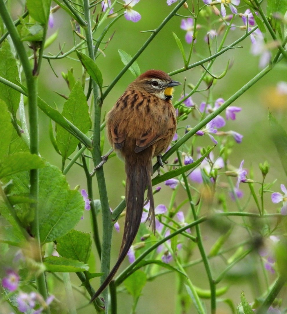 Chotoy Spinetail - ML638195918