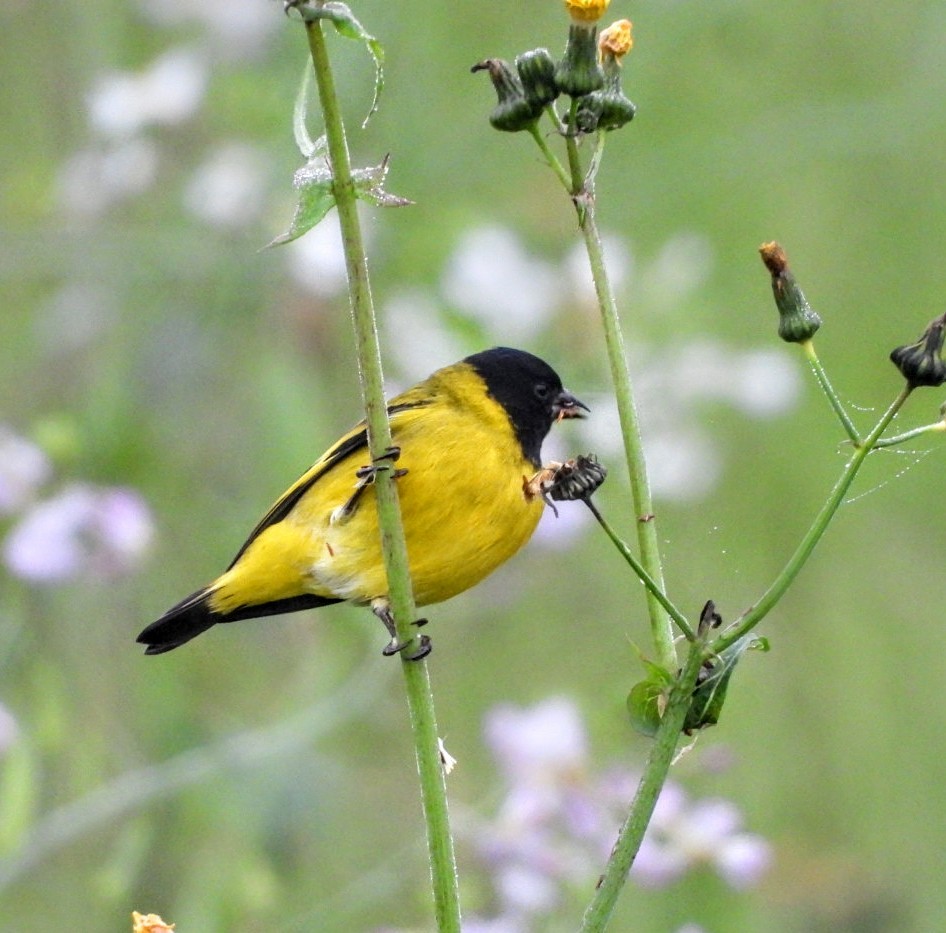 Hooded Siskin - ML638195923