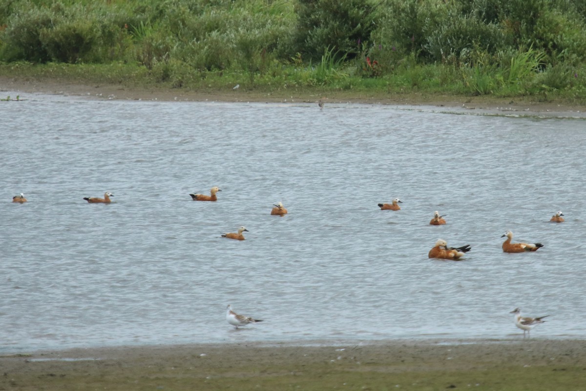 Ruddy Shelduck - ML638195943
