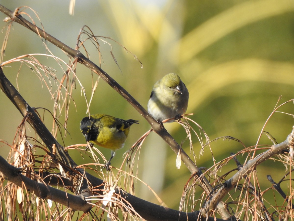 Hooded Siskin - ML638195954