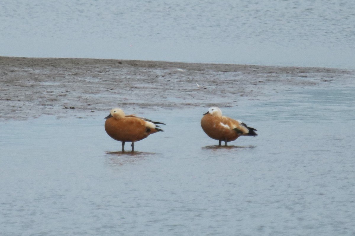 Ruddy Shelduck - ML638195961