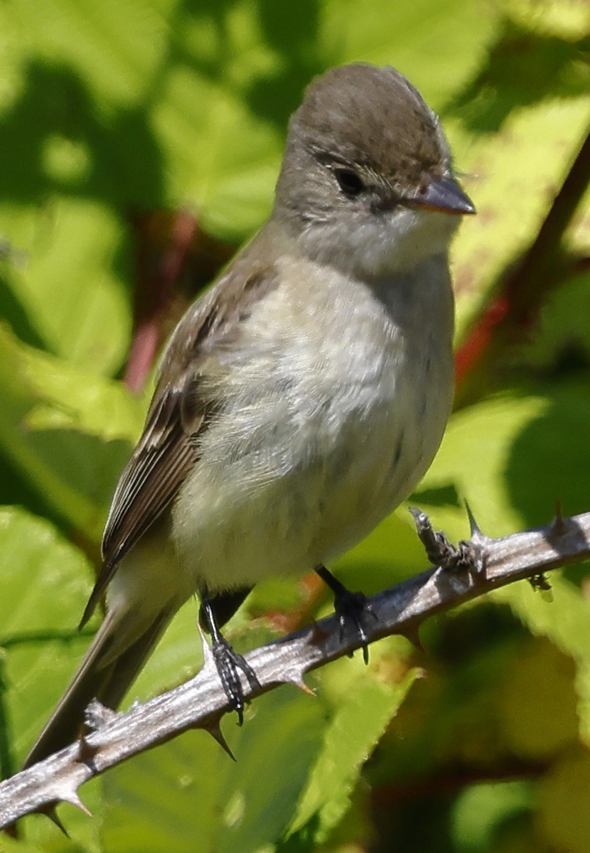 Hammond's Flycatcher - ML638195988