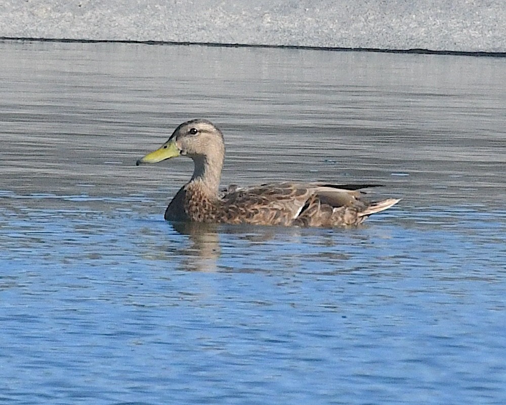 Mexican Duck - ML638196026