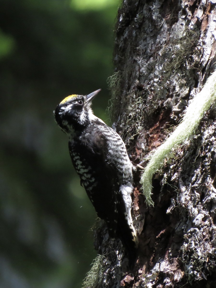 American Three-toed Woodpecker - ML638196090