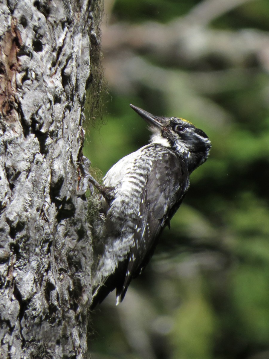 American Three-toed Woodpecker - ML638196091