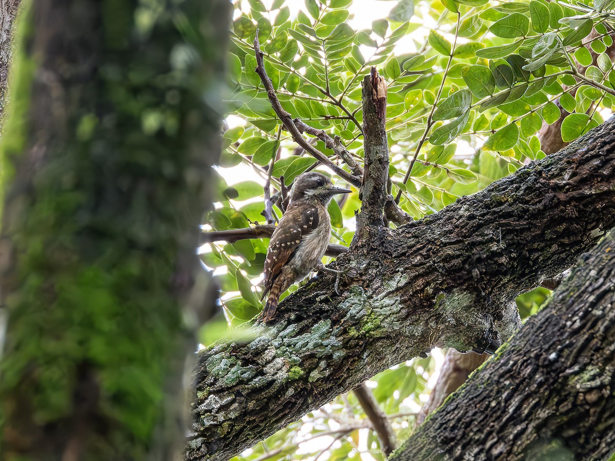Sulawesi Pygmy Woodpecker - ML638196120