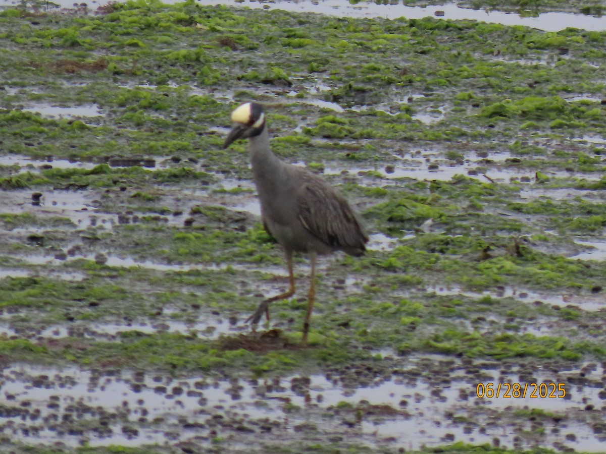 Yellow-crowned Night Heron - ML638196121