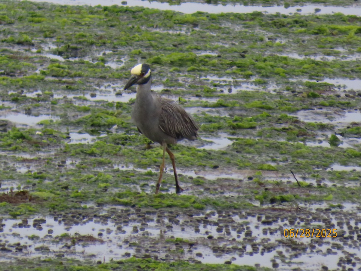 Yellow-crowned Night Heron - ML638196122