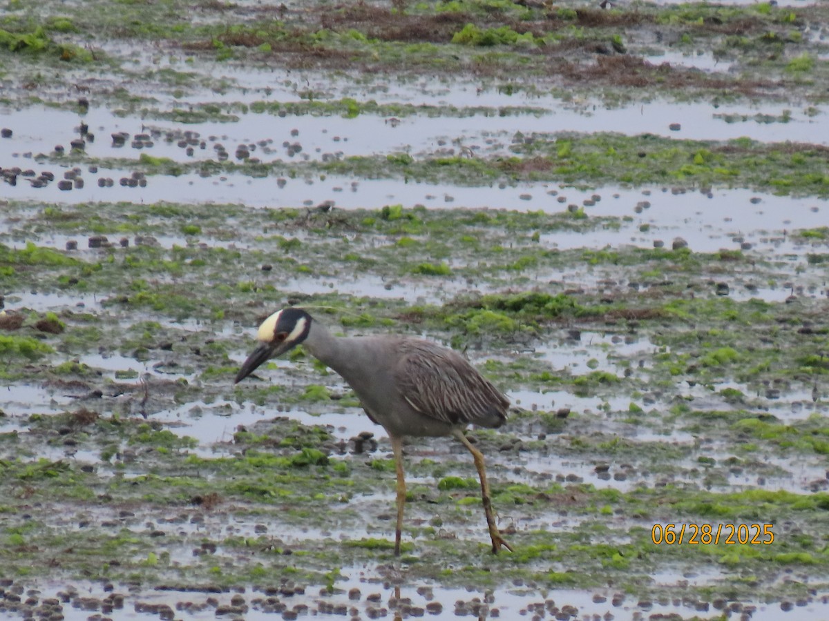 Yellow-crowned Night Heron - ML638196125