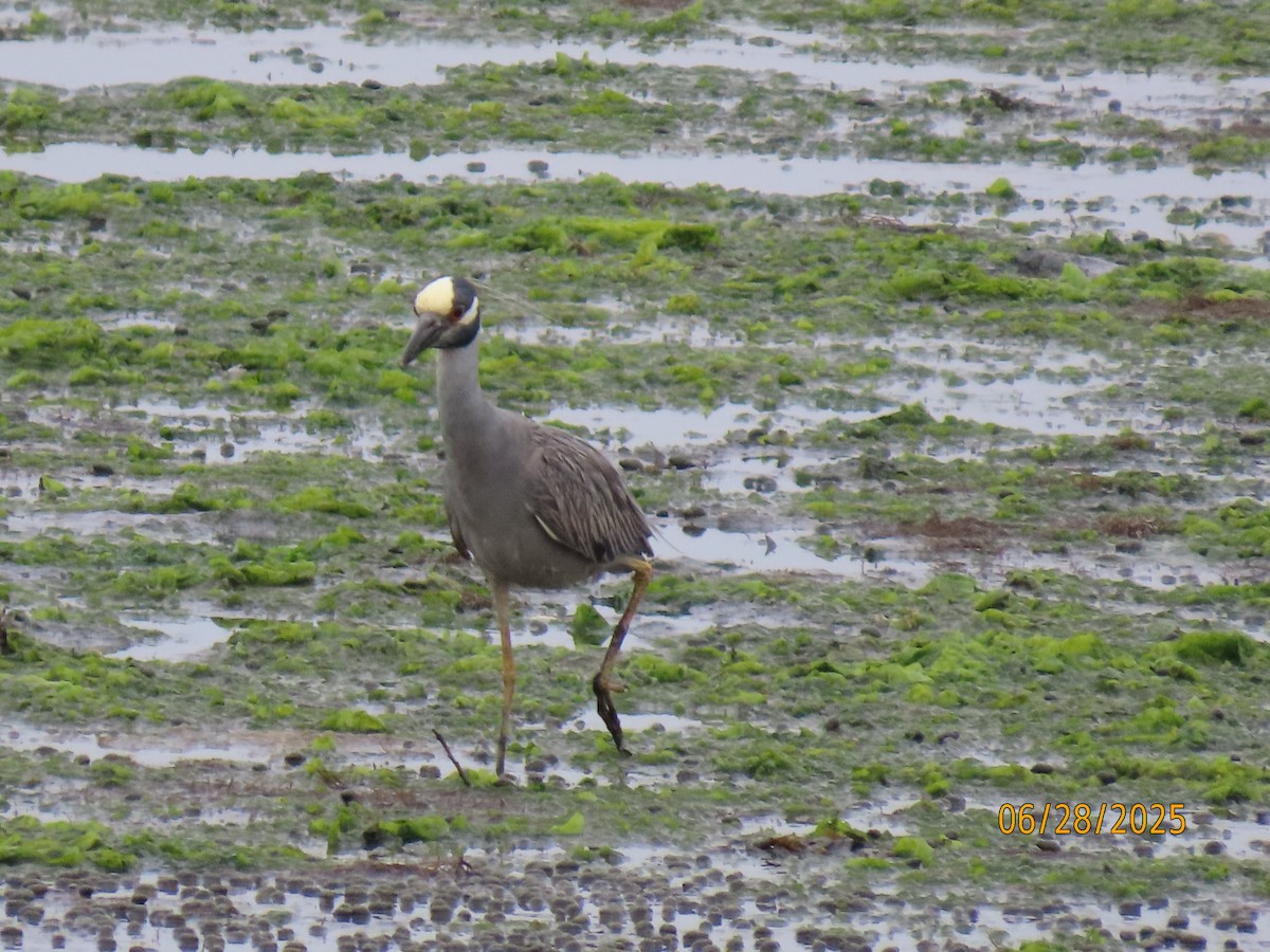 Yellow-crowned Night Heron - ML638196126