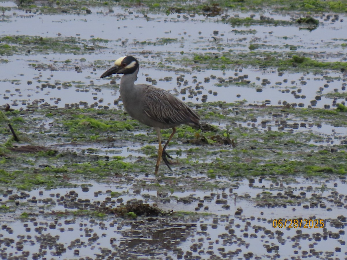 Yellow-crowned Night Heron - ML638196127