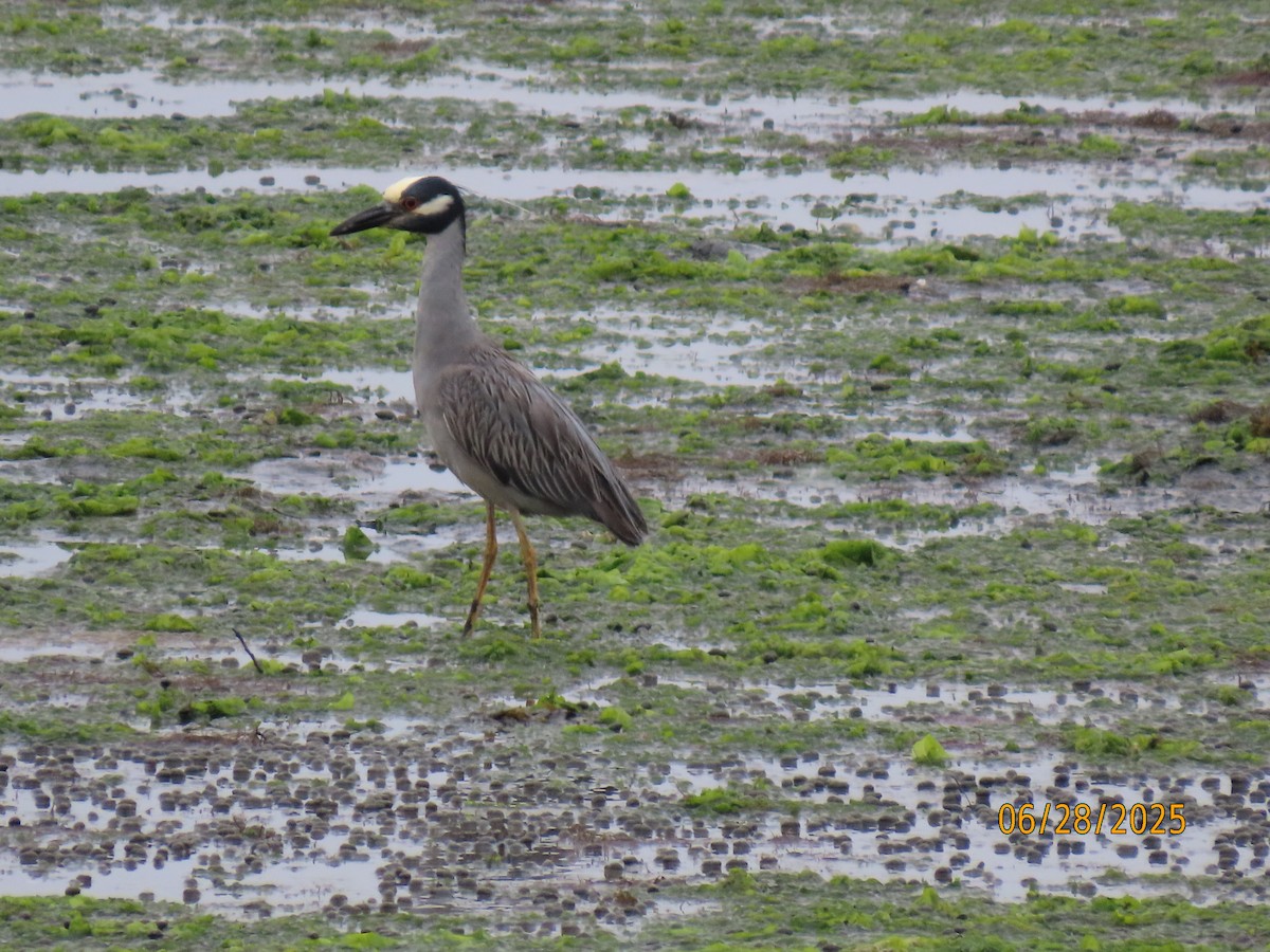 Yellow-crowned Night Heron - ML638196128