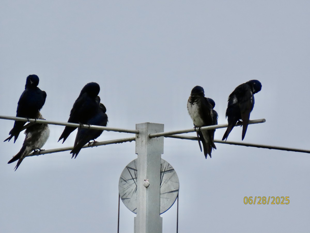 Purple Martin - ML638196142