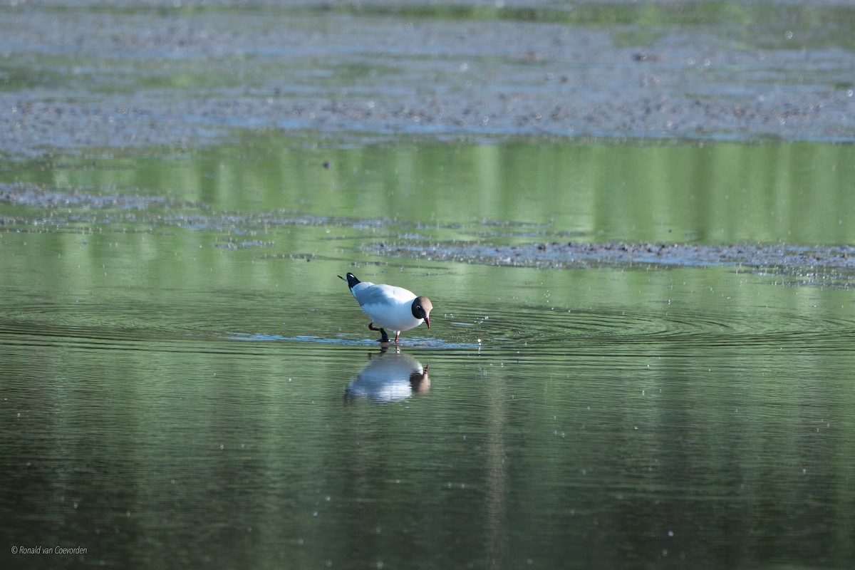Black-headed Gull - ML638196147