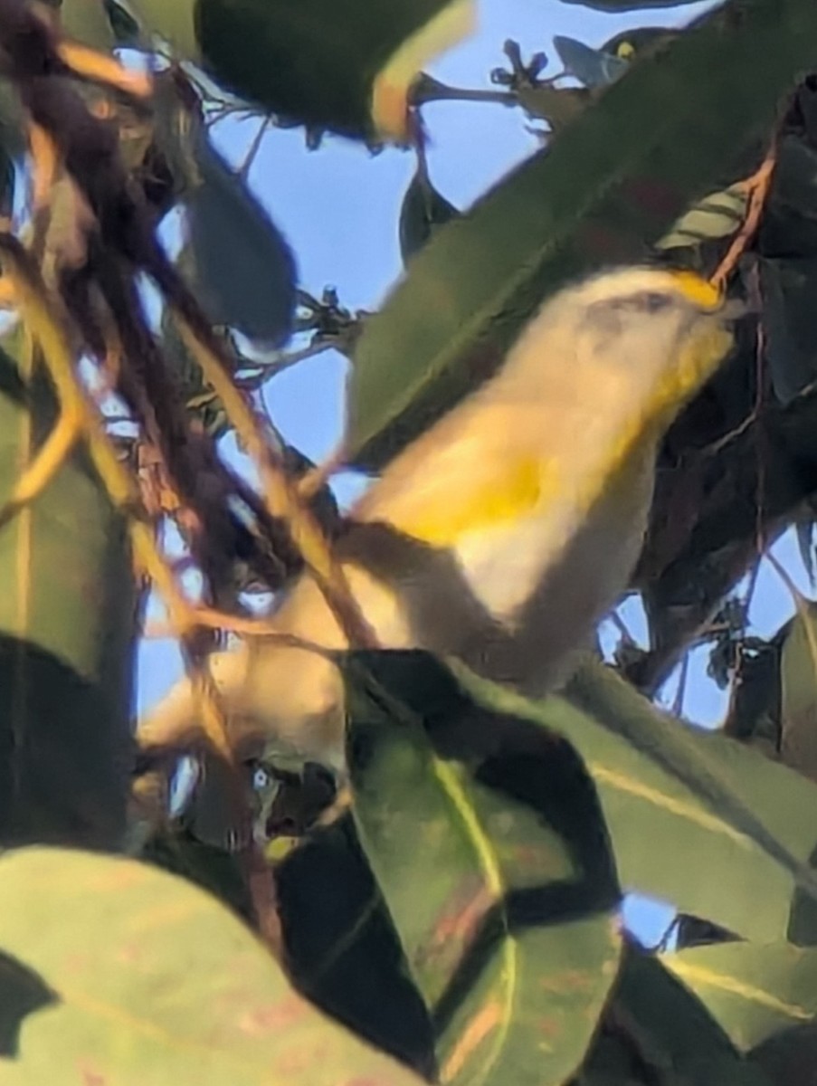 Striated Pardalote - ML638196192
