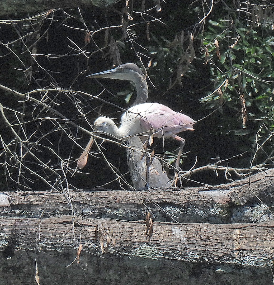 Roseate Spoonbill - ML638196203