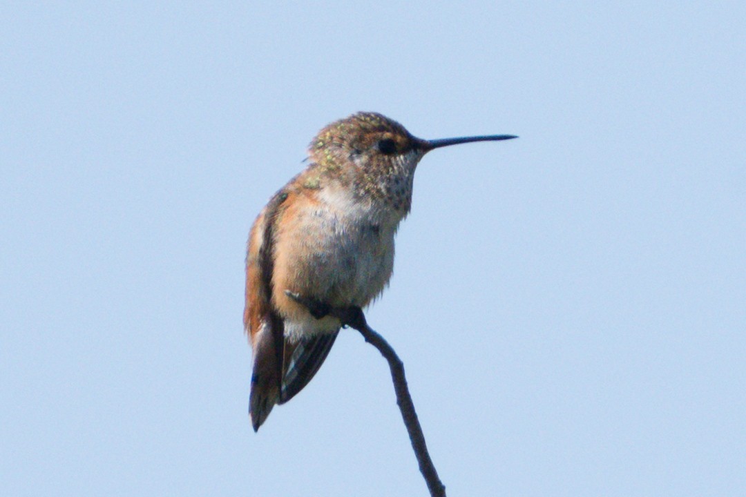 Allen's Hummingbird - ML638196261