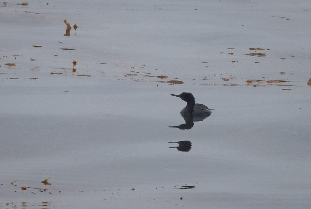Pelagic Cormorant - ML638196274