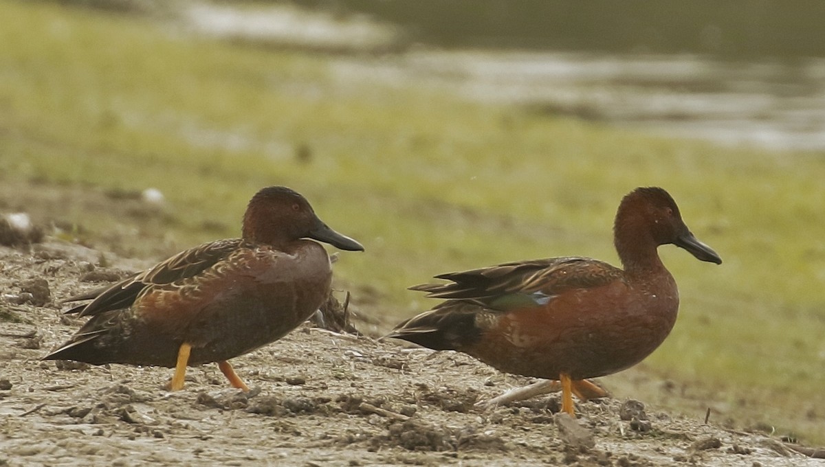 Cinnamon Teal - ML638196305