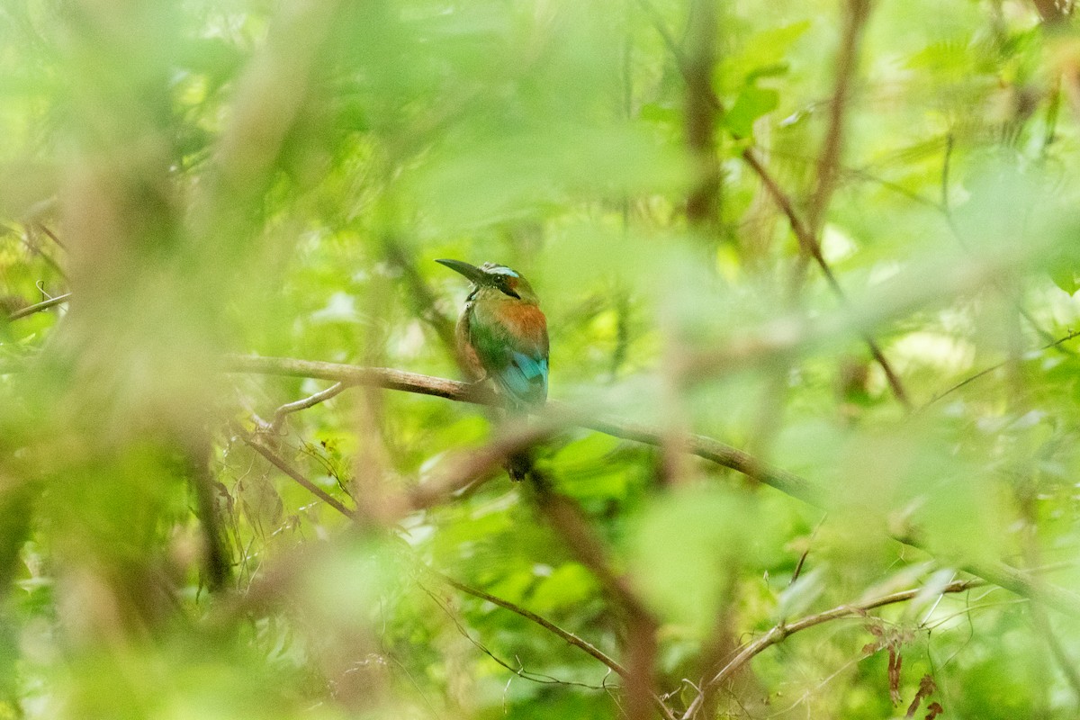Turquoise-browed Motmot - ML638196327