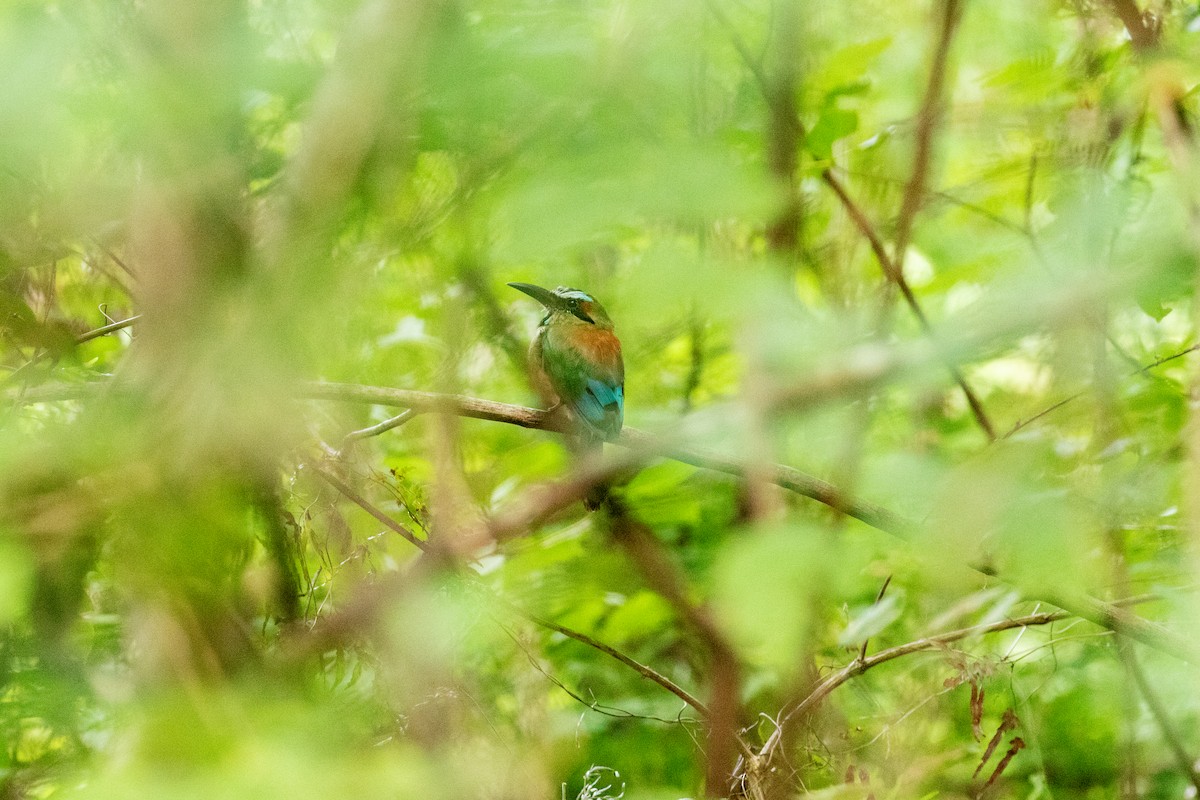 Turquoise-browed Motmot - ML638196329