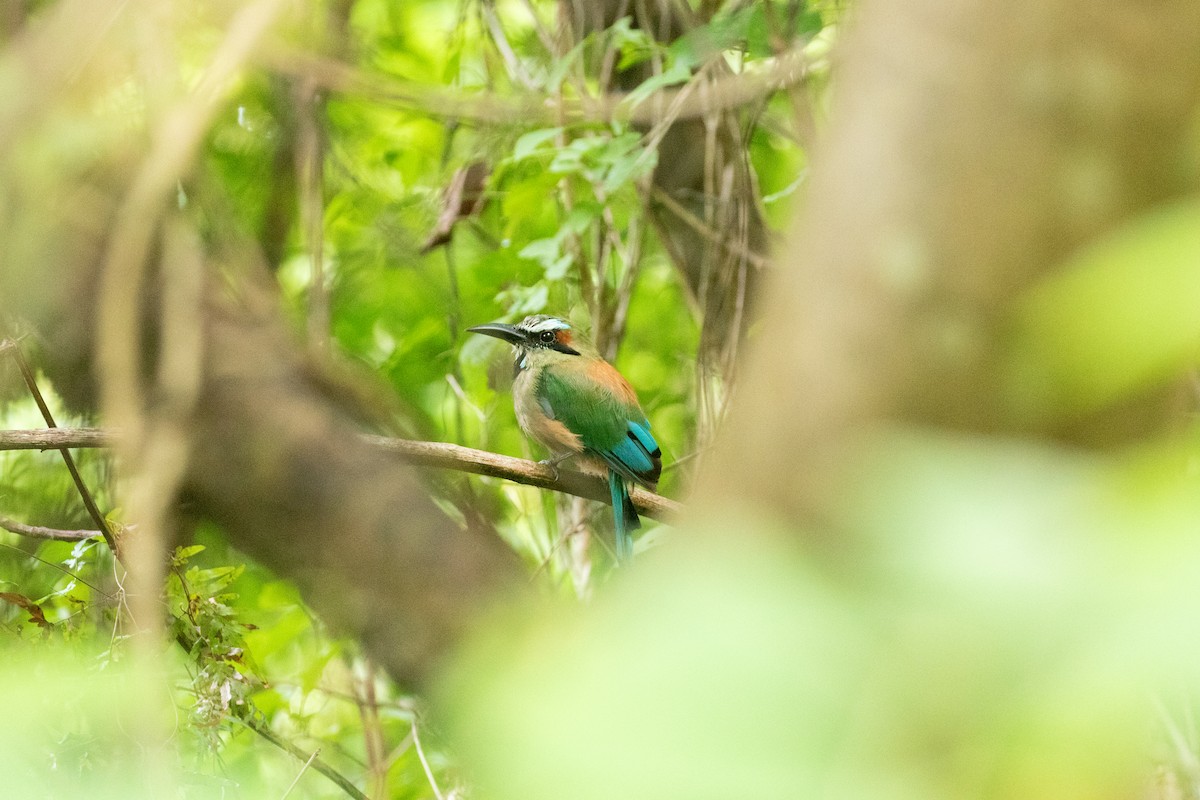 Turquoise-browed Motmot - ML638196331