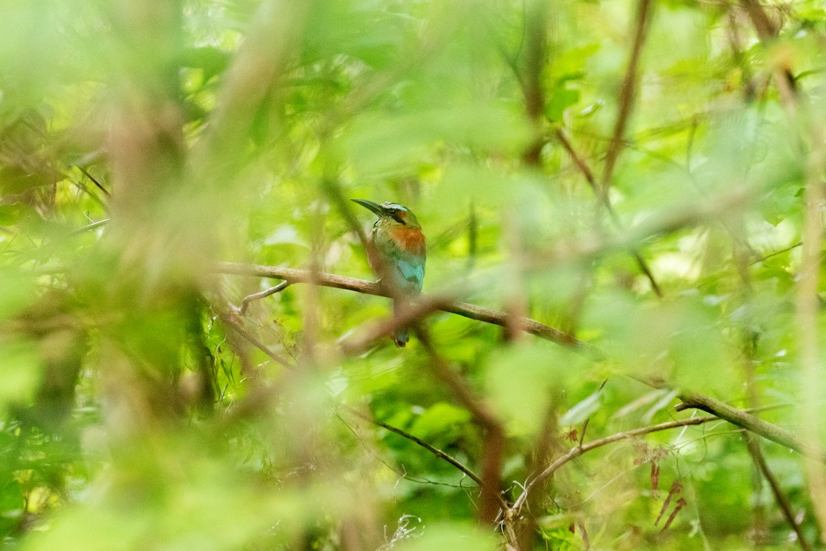 Turquoise-browed Motmot - ML638196332