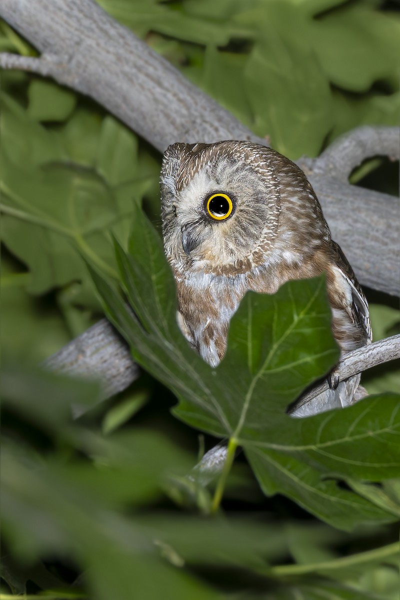 Northern Saw-whet Owl - ML638196419