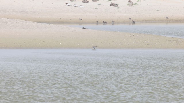White-rumped Sandpiper - ML638196431