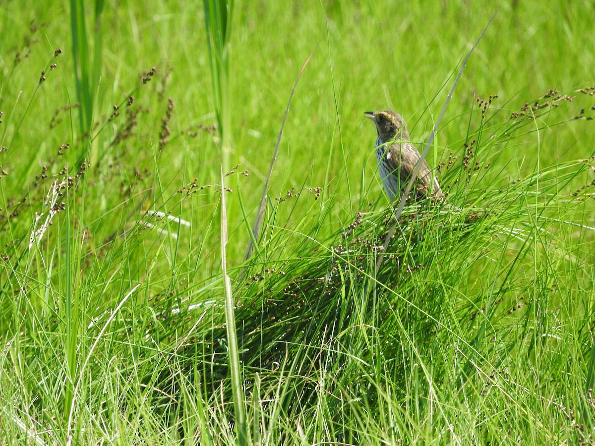 Saltmarsh Sparrow - ML638196493