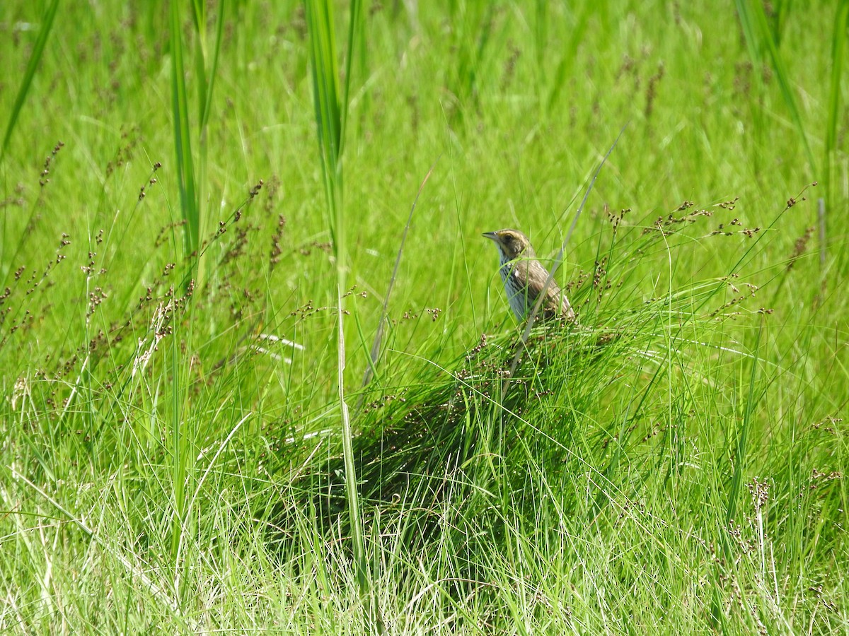 Saltmarsh Sparrow - ML638196494