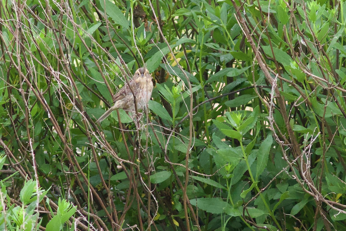 Nelson's Sparrow (Atlantic Coast) - ML638196522