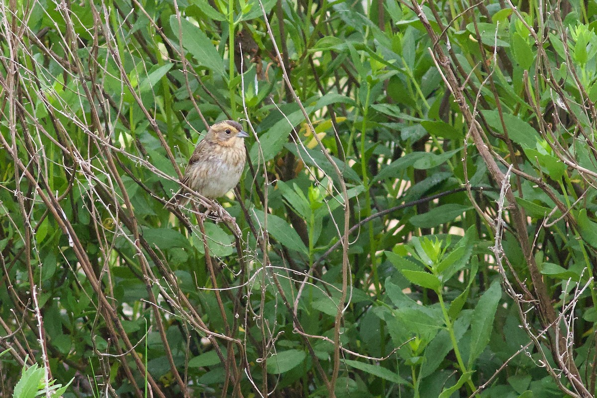 Nelson's Sparrow (Atlantic Coast) - ML638196523