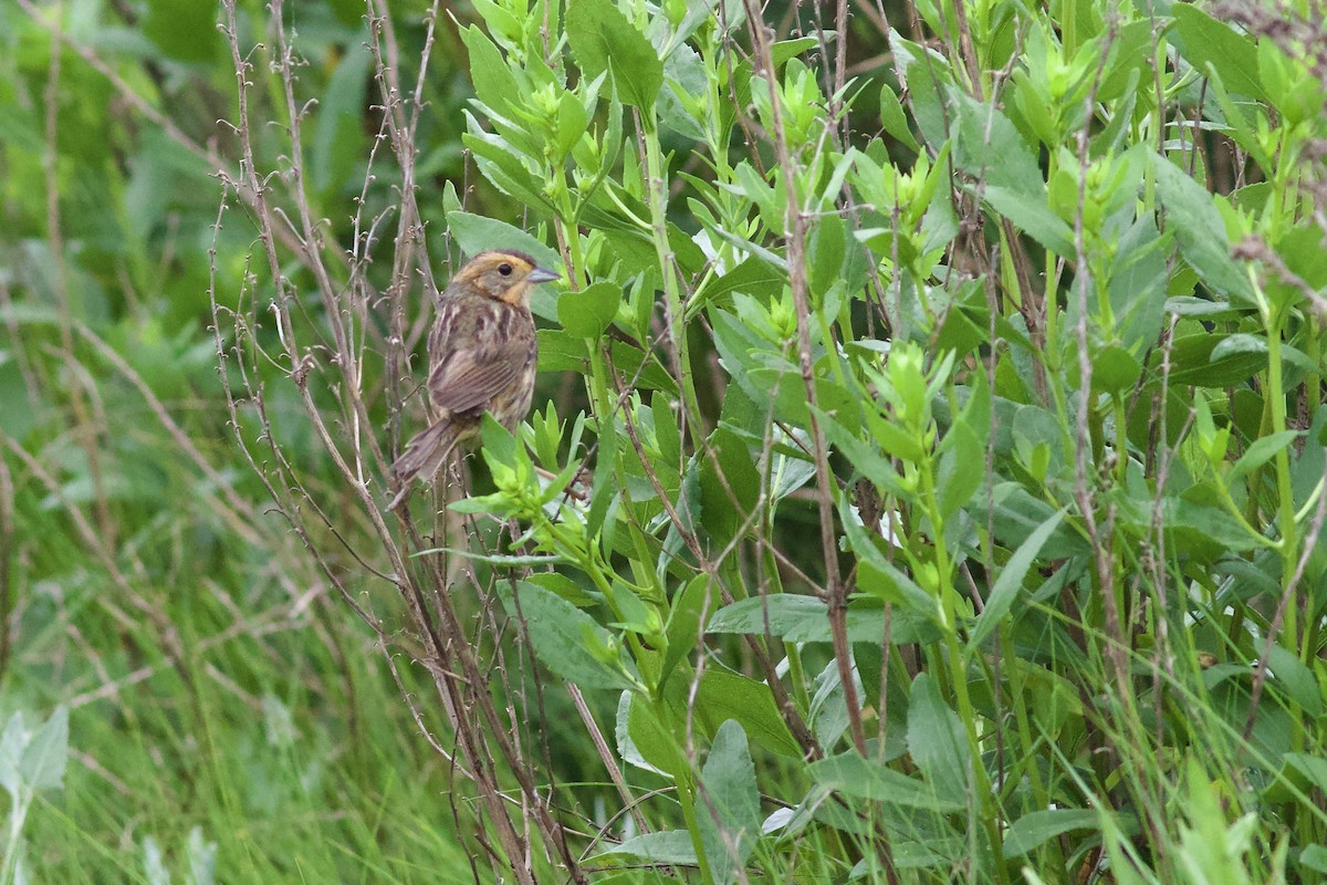 Nelson's Sparrow (Atlantic Coast) - ML638196524