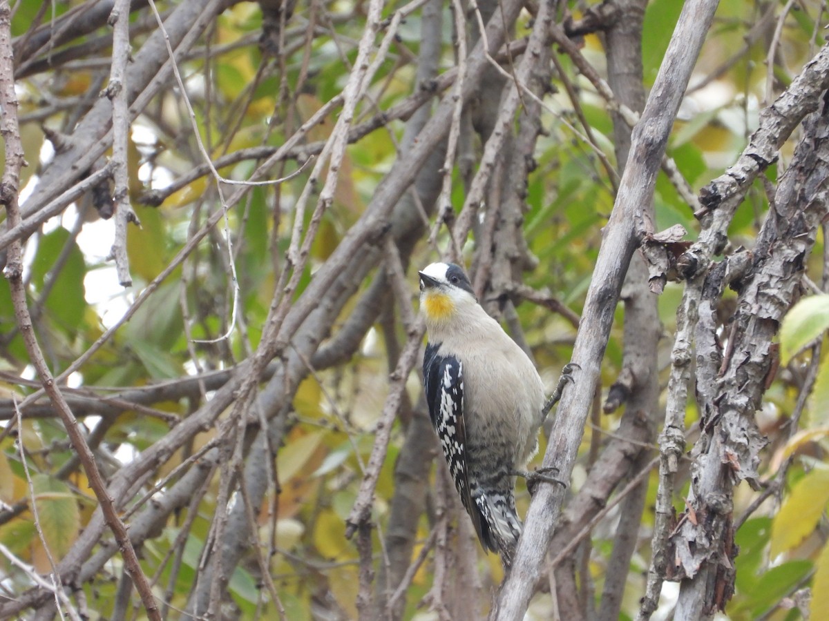 White-fronted Woodpecker - ML638196558