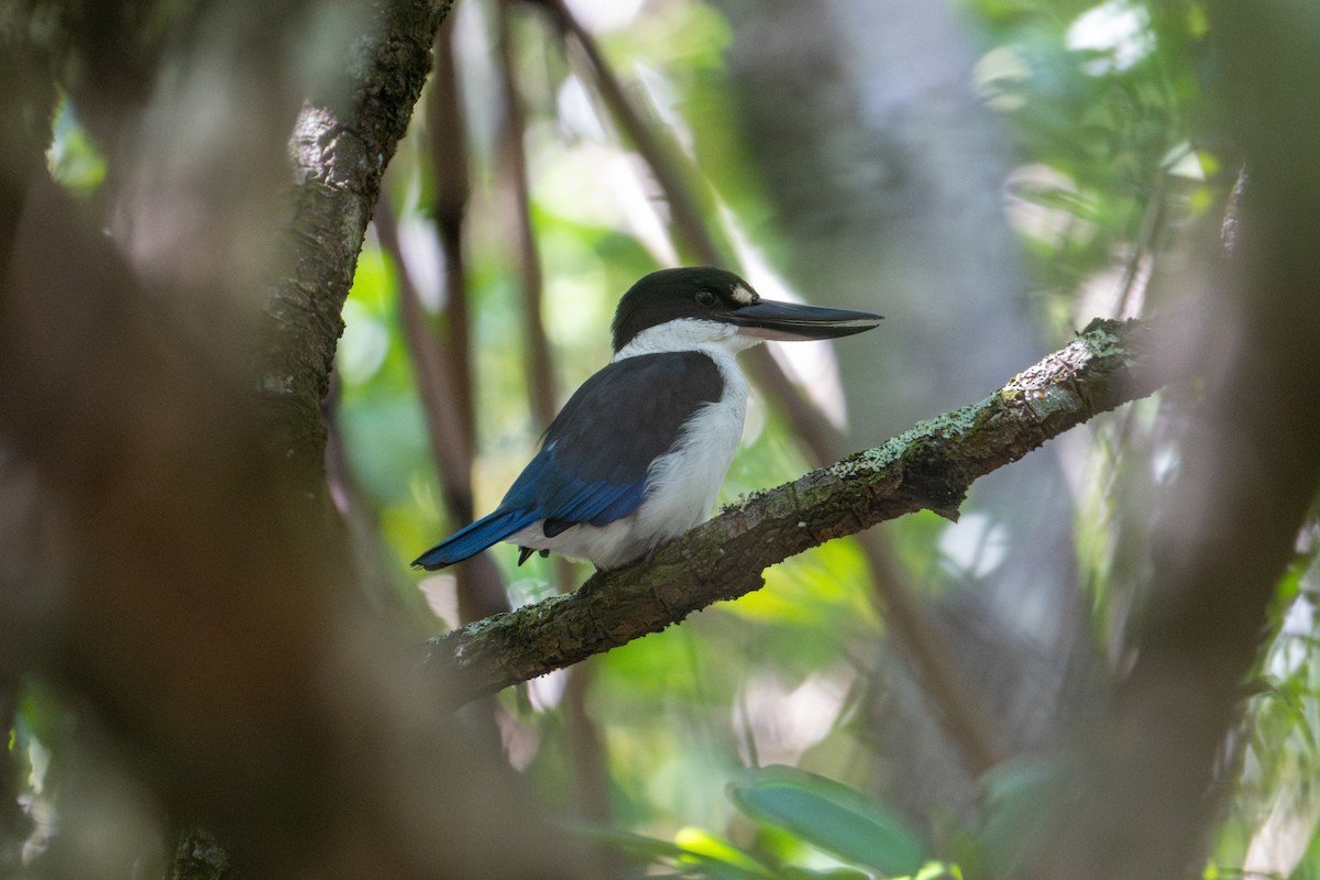 Torresian Kingfisher - ML638196578