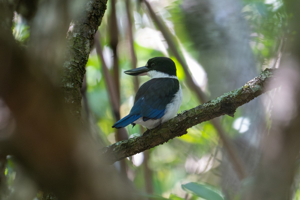 Torresian Kingfisher - ML638196579