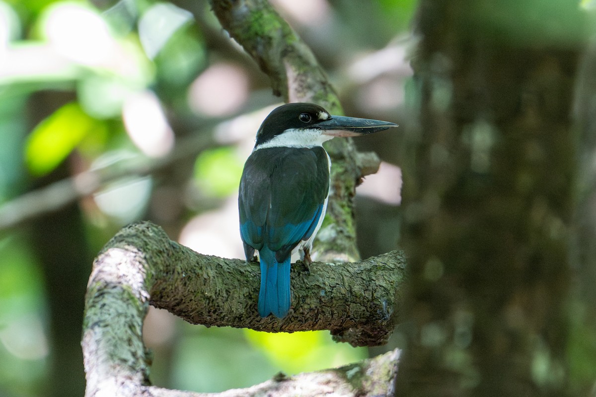 Torresian Kingfisher - ML638196581