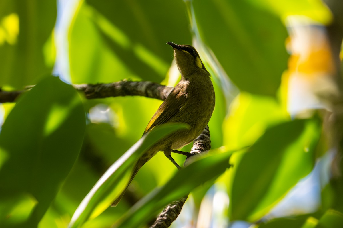 Cryptic Honeyeater - ML638196593