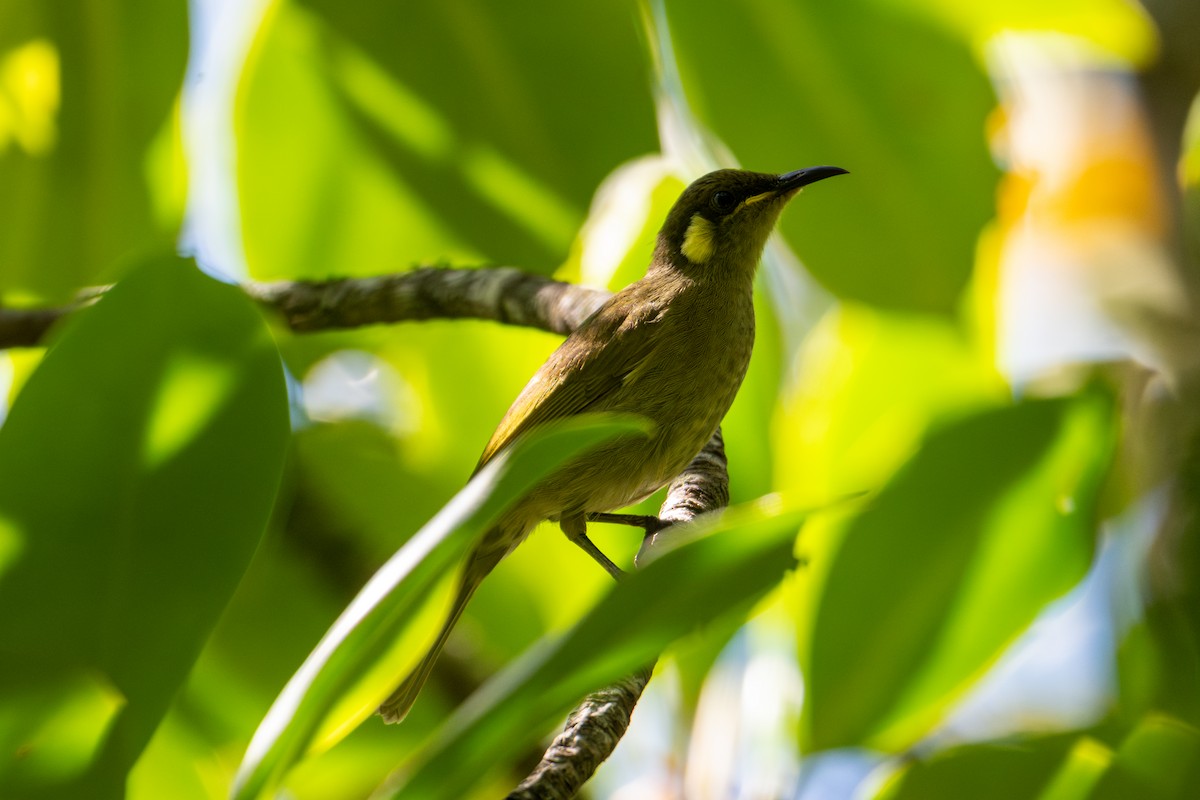 Cryptic Honeyeater - ML638196594