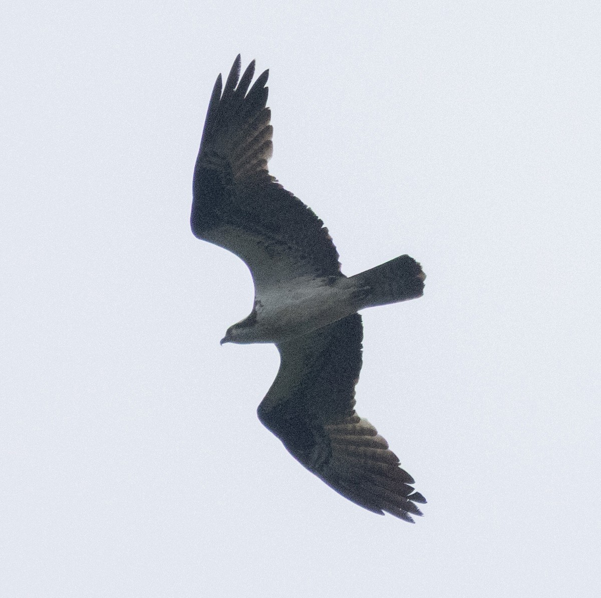 Águila Pescadora - ML638196616