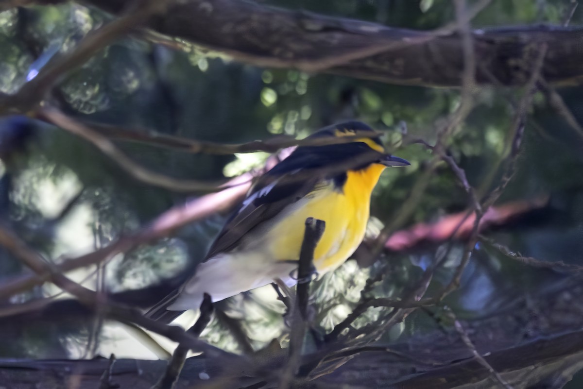 Narcissus Flycatcher - ML638196617
