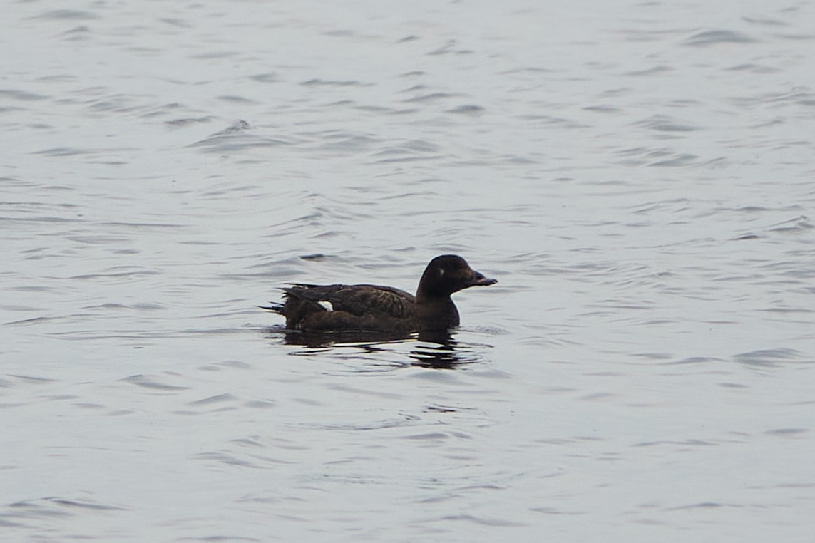 White-winged Scoter - ML638196619