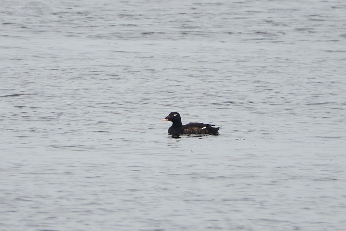 White-winged Scoter - ML638196620