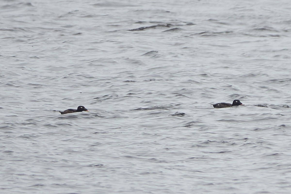 White-winged Scoter - ML638196621