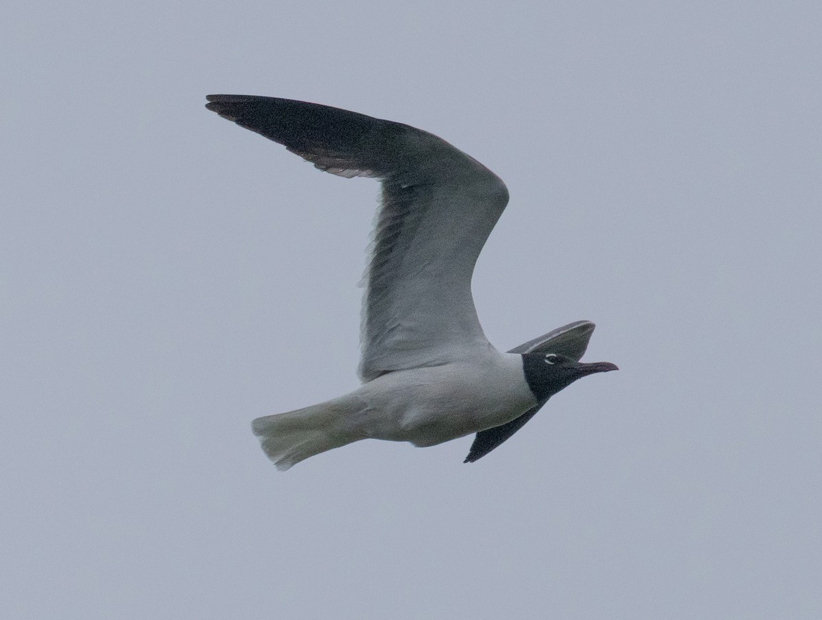 Gaviota Guanaguanare - ML638196624